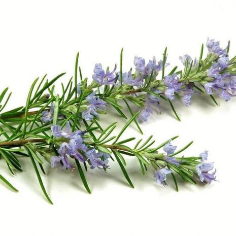 rosemary-soap-holali